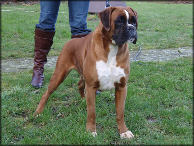 boxer: Italia del Colle Infinito